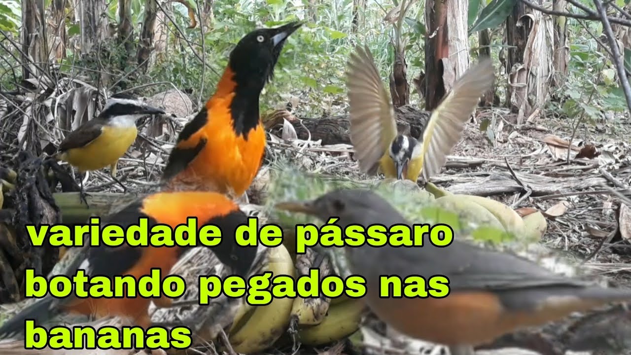 os #pássaros #fazem na #festa #variedade de pássaro botando #pegados nas #bananas