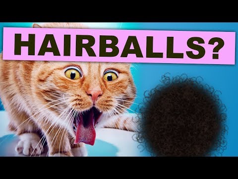 Are Hairballs DANGEROUS? (Cat Problems)