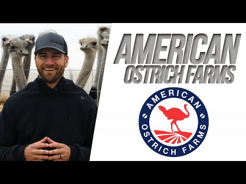 Fazendas de avestruzes americanas -