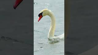 Why Even an Elegant Swan Can Become Aggressive