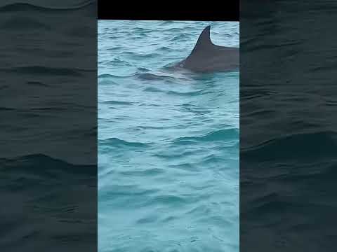 Dolphin Chasing in Matemwe Zanzibar Tanzania