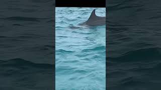 Dolphin Chasing in Matemwe Zanzibar Tanzania
