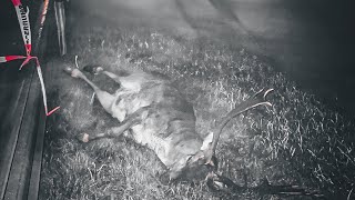 Wenn Umweltschutz den Tod bringt