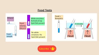 Food Tests for AQA GCSE Biology and Combined science