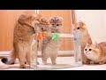 Kittens And Cats Learn Сatches FISH Too Funny Too Cute