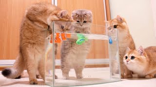 Download lagu Kittens and Cats learn Сatches FISH. 🐟🐠 Too funny |Too cute mp3