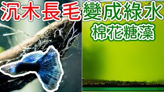 棉花糖藻開不出來 孔雀魚缸長毛 到底怎麼回事 | 藍尾禮服孔雀魚缸近況 | 棉花糖藻蝦缸