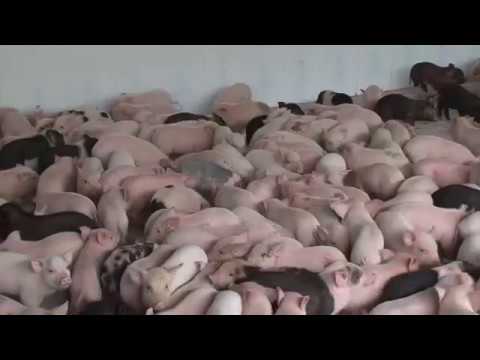 PROCESSING OF MPE FACTORY