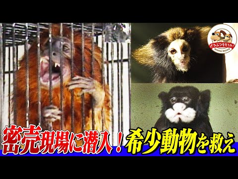 IUCN分類における絶滅の危険性を示す図。