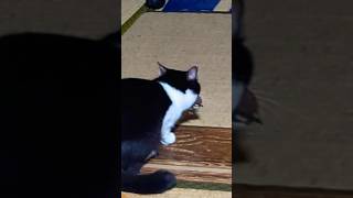 実家の猫が… #cat #ねこ