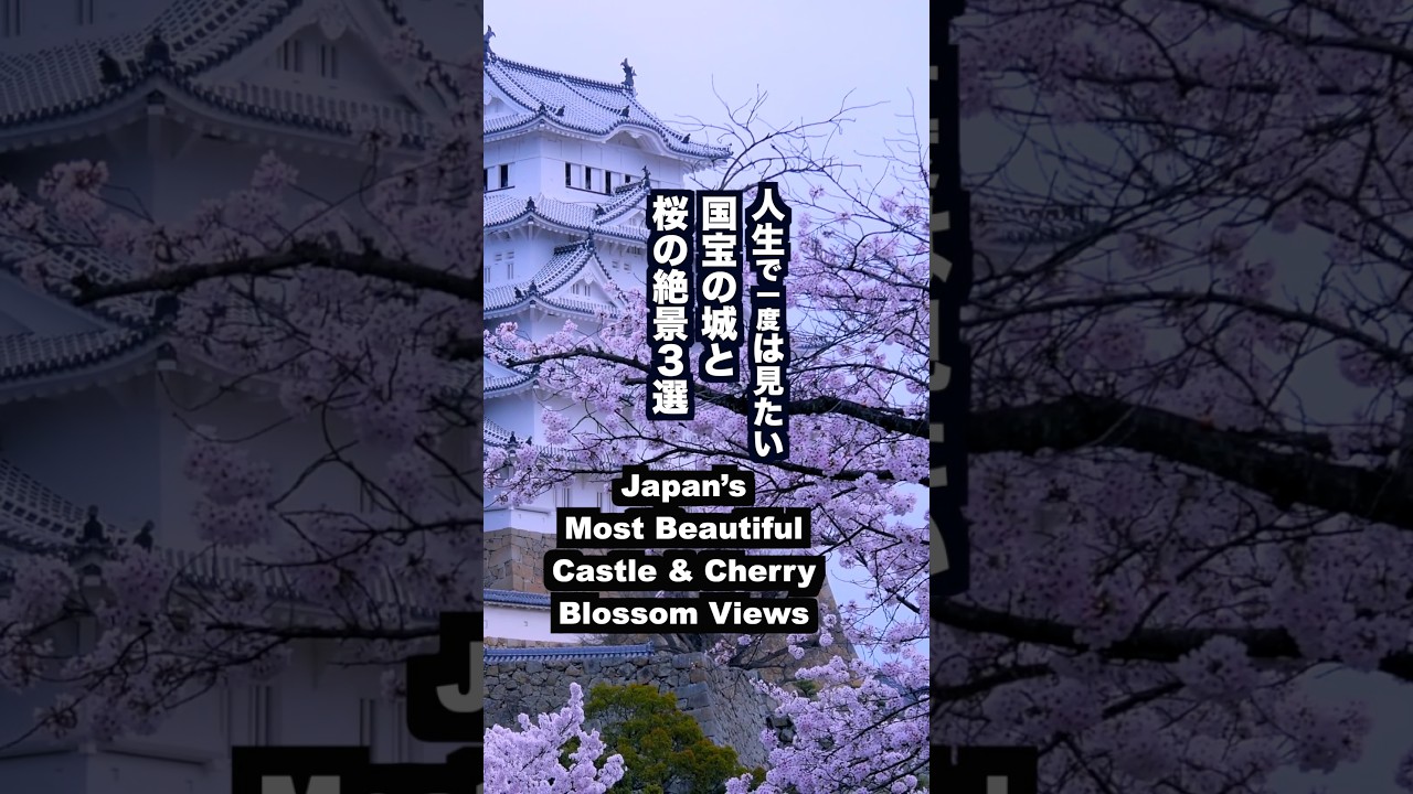 人生で一度は見たい！国宝の城と桜の絶景３選 Japan’s Most Beautiful Castle & Cherry Blossom Views 姫路城 彦根城 #城と桜#桜の名所#sakura