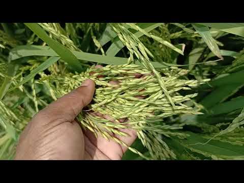 মিনিকিট বীজ ধান । বোরো ধান । IET 4786 । Boro specific paddy । high yielding paddy