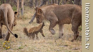 Fearless Honey Badger takes on 6 Lions.  | Caught in the Act