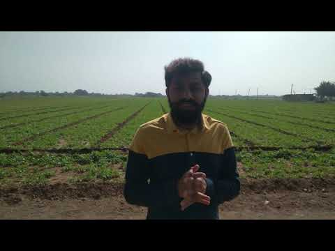 HUMATE INDIA ORIGINAL ORGANIC HUMATE - SOIL CONDITIONER FROM USA