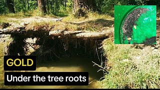 Dredging for gold,  under the roots of a large tree