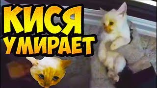 Замороженный котёнок. Успеют ли спасти? Добрые поступки