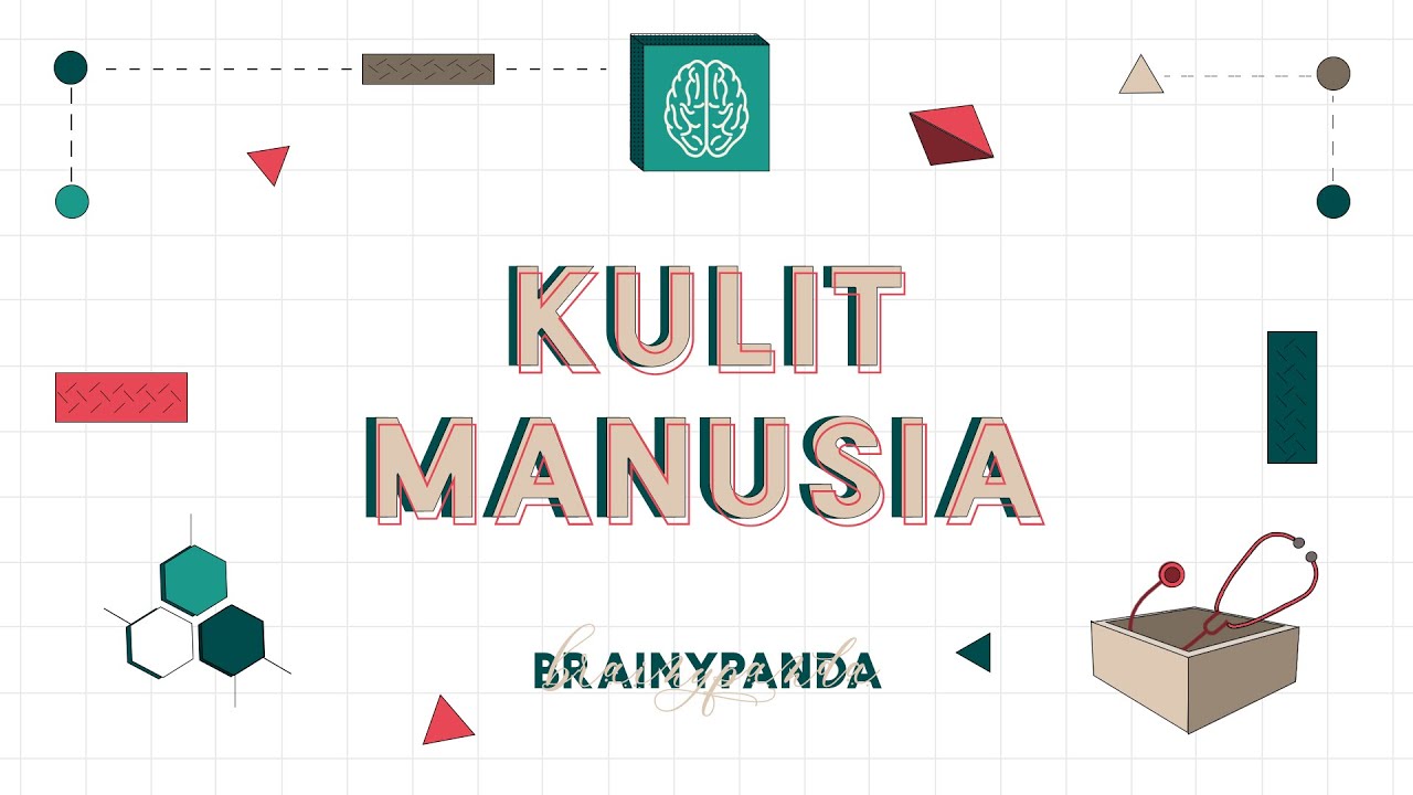 Integumentary System: Epidermis | Basic Biomedical Science | Brainy Panda