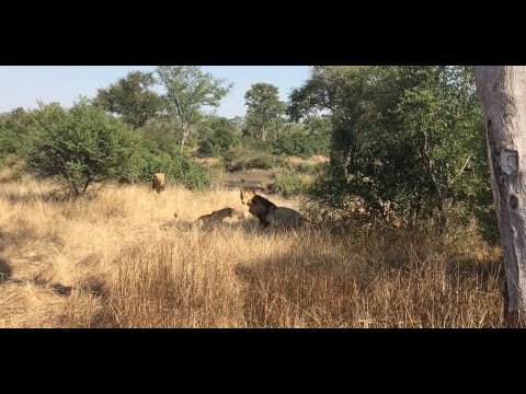 Extremely powerful "Majingilane" Male Lion's finishing off more of the Selati's bloodline... -