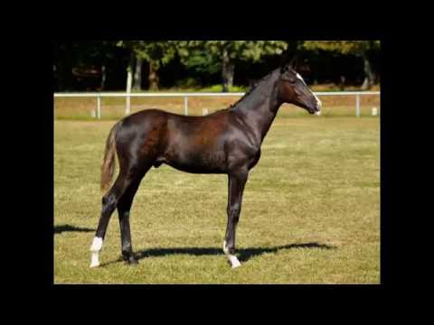 Hengstfohlen Bon Coeur x Quaterback !VERKAUFT!