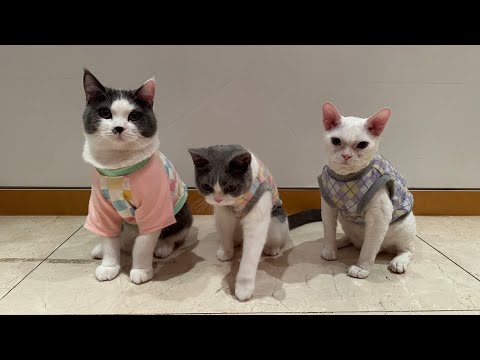 mbti 다른 고양이들의 일상은 어떨까?