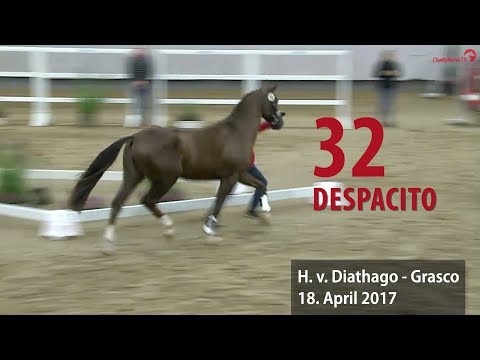 32 Despacito Hengst v. Diathago - Grasco