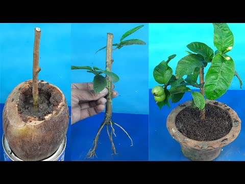 Growing Guava Tree Cutting In Coconut