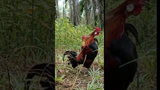Download lagu PIKAT AYAM HUTAN !!! KOKOK AYAM HUTAN ORI mp3 Download lagu PIKAT AYAM HUTAN !!! KOKOK AYAM HUTAN ORI mp3