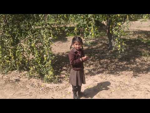 Firoza David बाग में बेर तोड़ रही है | बाग | बेर