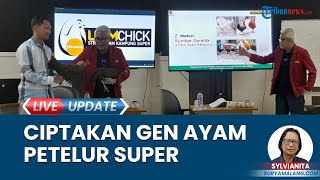 Dosen UMM Ciptakan Gen Asli Ayam Kampung Petelur Super dalam Ujian Disertasi, Strain Baru