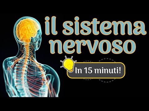 Il sistema nervoso in 15 minuti!