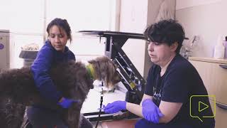 Administering Rabies Vaccine to a Dog