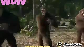 Download lagu Gorila joget mp3 Download lagu Gorila joget mp3