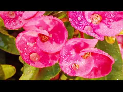 Subah Ki Shabnam Me Khilte Pink Flowers 🌸 | Itne Khubsurat Macro Shots Aapne Pehle Kabhi Nahi Dekhe