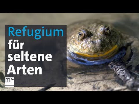 Von der Kiesgrube zum idyllischen Biotop | Abendschau | BR24