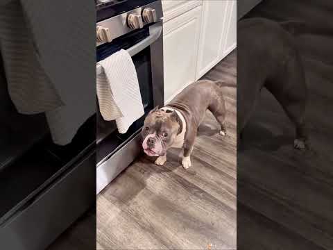 Funny and cute dogs compilation#funnydogs#cute#doglover#doglife#cure#dogshorts#pet#doglife