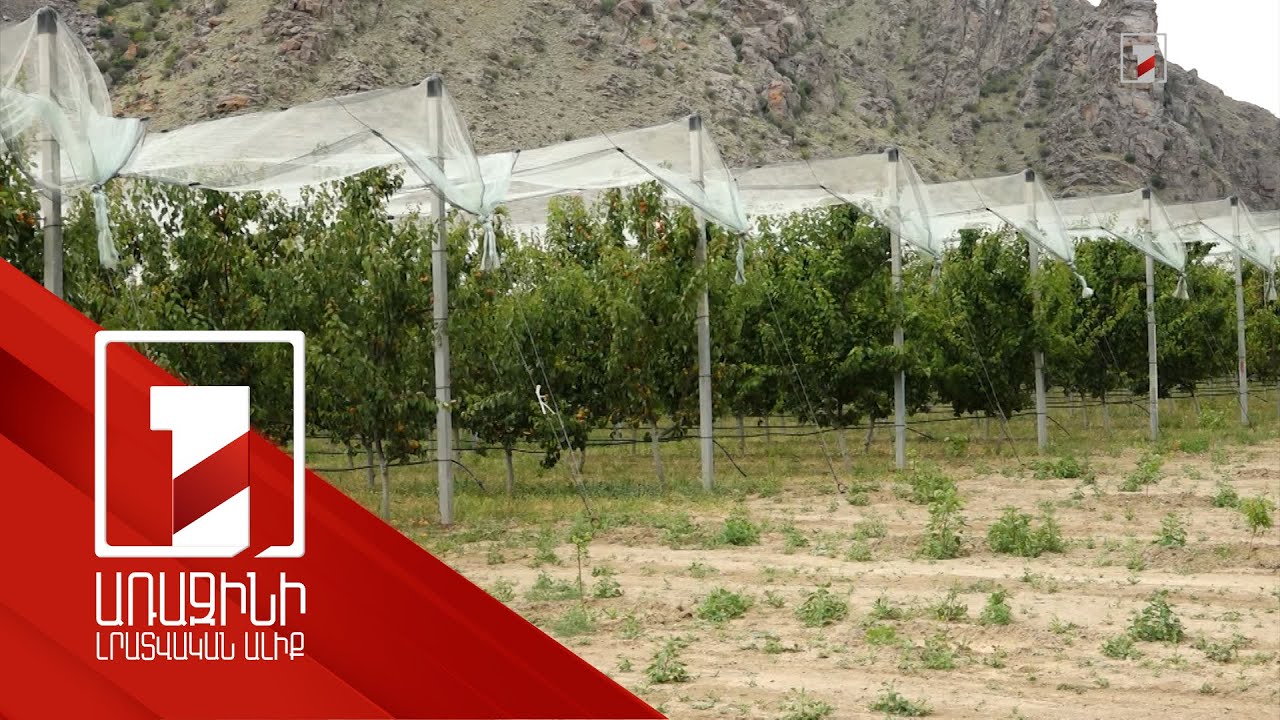 Ինտենսիվ այգիներում մինչև 3 հա կարկտապաշտպան ցանցերի տեղադրումը կփոխհատուցվի 75 տոկոսով