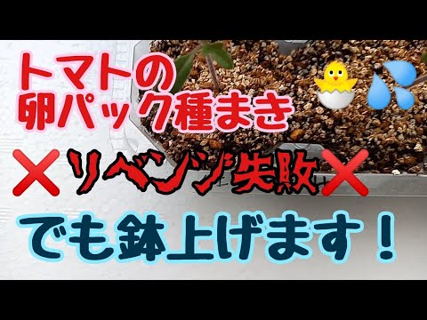 園芸 苗木用の卵箱