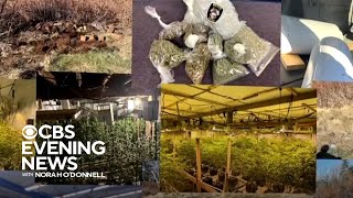 Black market marijuana farms in Maine allegedly tied to Chinese criminal networks