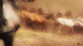 preview picture of video 'Wildpferde Caballos salvajes Wild Horses 2011 Sabucedo Spain'