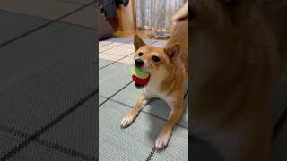 ボールを渡さない豆柴が可愛すぎる件　#shibainu #柴犬 #lovely #犬のいる暮らし #ボール遊び
