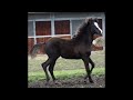 PUR SANG ARABE NOIRE / FABULOUS BLACK PUREBRED FILLY