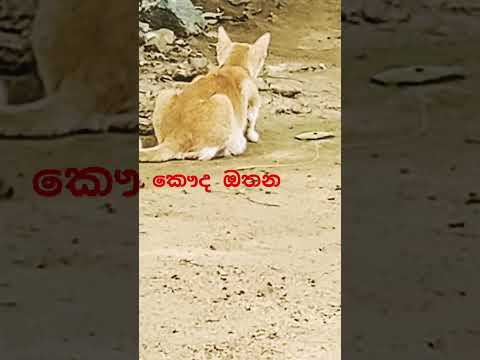 කිටියාගේ🐱කුරුමනම🐁බලන්නකො😱SL dinuka bro