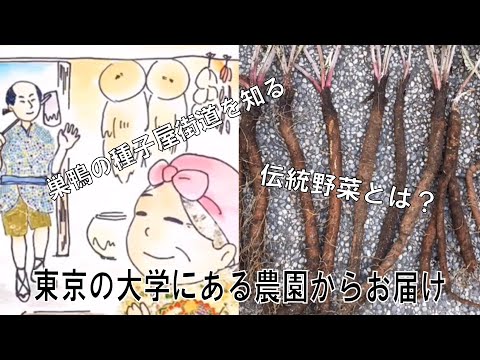 【キャンパス農園】種子屋街道ぶらり旅～第二弾 種子屋街道と伝統野菜を学ぶ～