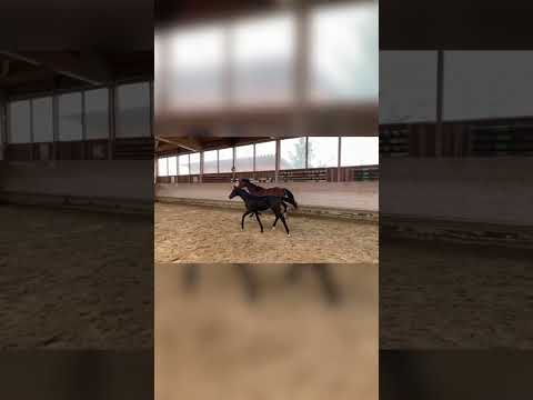 Fohlenmarkt Fronhofen 2023 - KN 21 Hengstfohlen  "For Gold / Rock my Soul" Geb. 28.4.2023