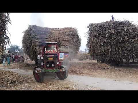 Belarus Tractor stunt | Belarus Tractors pulling 8 wheeler trailer loaded sugarcane in Punjab