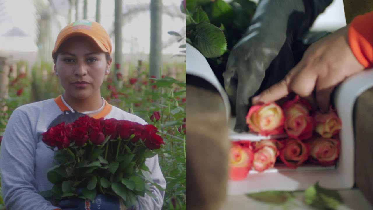 Bellaflor Group Introduction