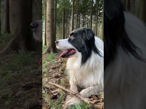 My love #bordercollie #dog #nature #doglover #love