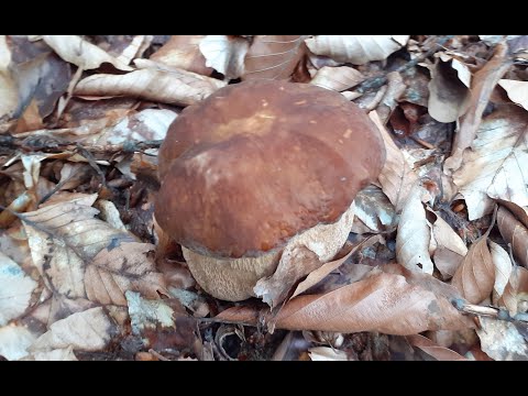 GLJIVE NAŠIH ŠUMA - PROLJETNI VRGANJ (Boletus reticulatus)
