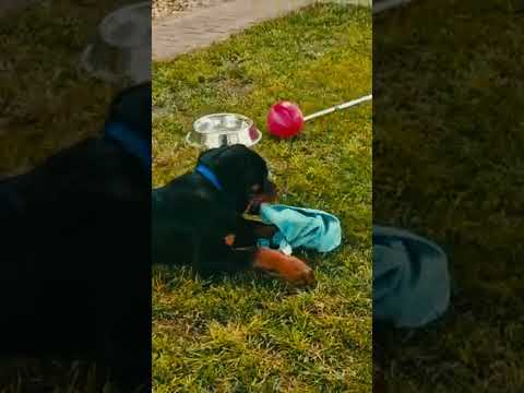 Rottweiler puppy for sale