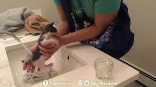 The Kinks kittens get their first baths!  TinyKittens.com